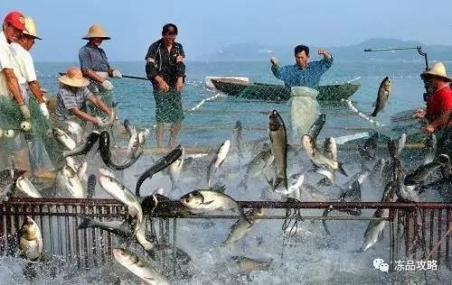動物娃娃魚是什么品種_娃娃魚是什么動物_動物娃娃魚是魚類嗎