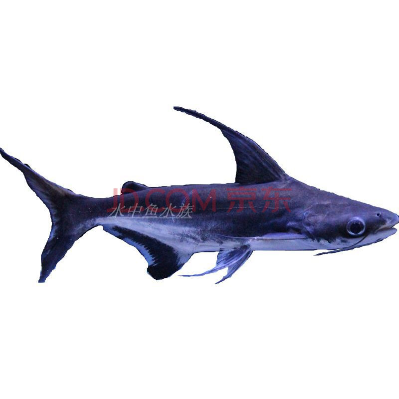 成吉思汗鯊魚圖片_成吉思汗鯊_成吉思汗鯊吃什么