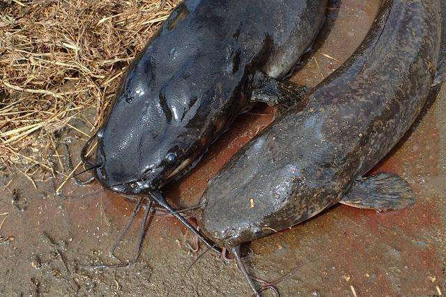 鯰魚到底有多臟_鯰魚是世界上最臟的魚_鯰魚是不是最臟的