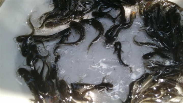 鯰魚是世界上最臟的魚_鯰魚世界上最臟的魚_鯰魚是很臟的魚嗎