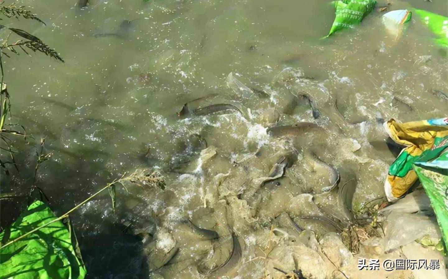 鯰魚是很臟的魚嗎_鯰魚是世界上最臟的魚_鯰魚世界上最臟的魚