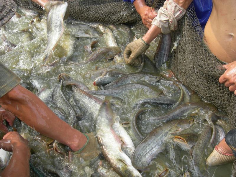 鯰魚是很臟的魚嗎_鯰魚世界上最臟的魚_鯰魚是世界上最臟的魚