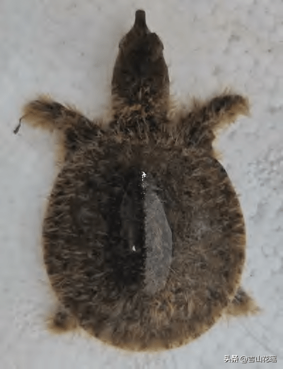 陽虛可以喝甲魚湯嗎_喝甲魚血能治陽痿嗎_陽虛吃甲魚