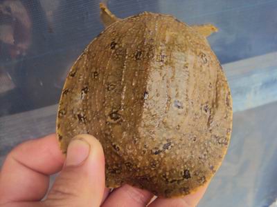 馬丁甲魚營養價值_馬丁甲魚液體肽_丁馬甲魚