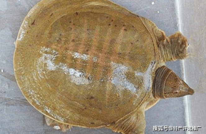 丁馬甲魚生態養殖科普示范基地：黃運甲魚美味