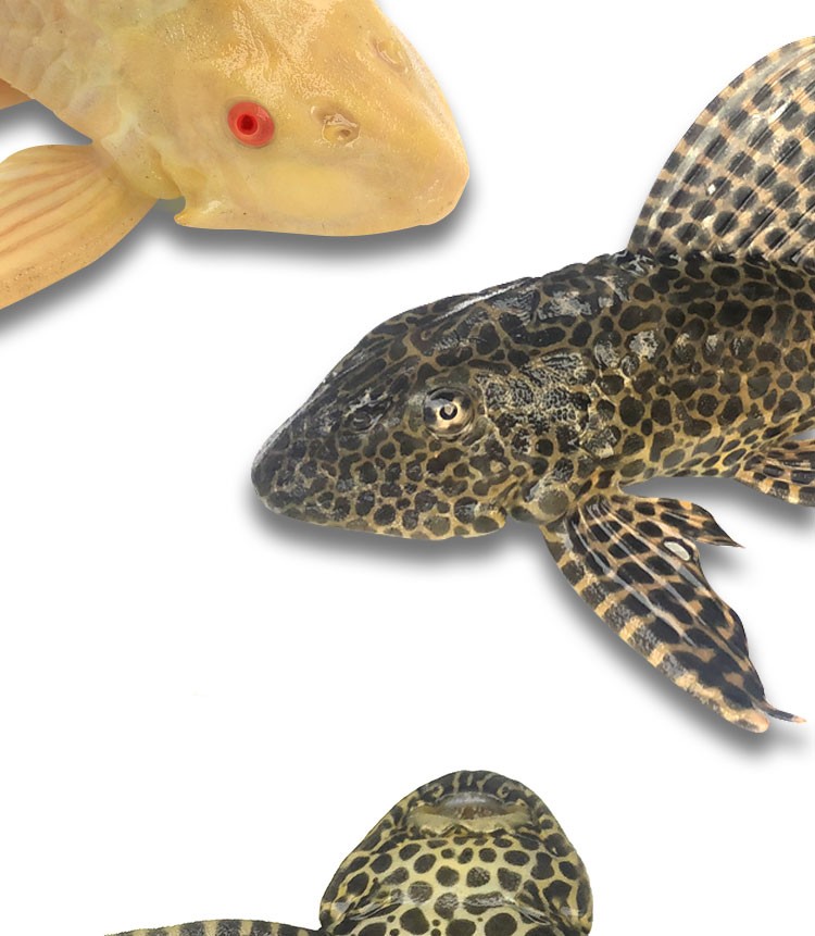 清道夫魚圖片_清道夫魚卡通圖片_清道夫魚的簡筆畫