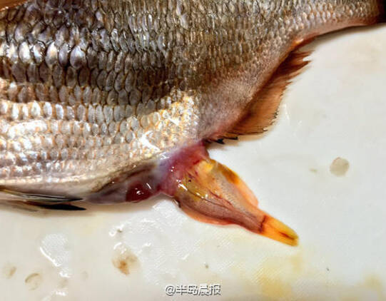 海鯽魚又叫什么魚_海鯽魚別稱_鯽魚海里
