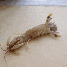 蝦皮是什么_蝦皮是什么平臺_皮皮蝦是什么蝦