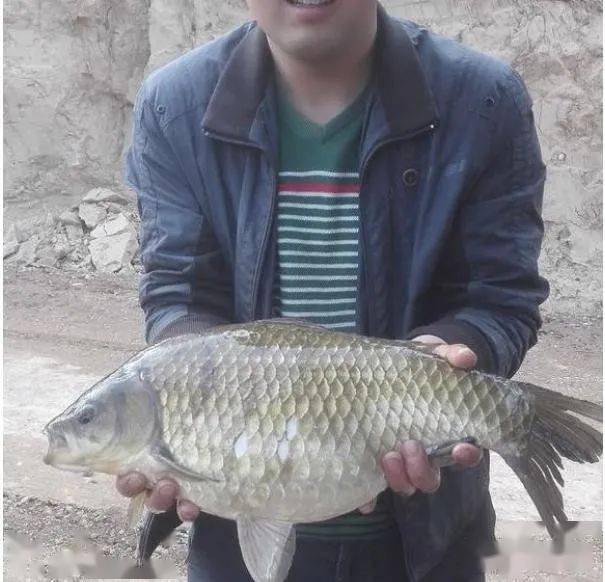 海鯽魚別稱_海鯽魚又叫什么魚_鯽魚是海水魚
