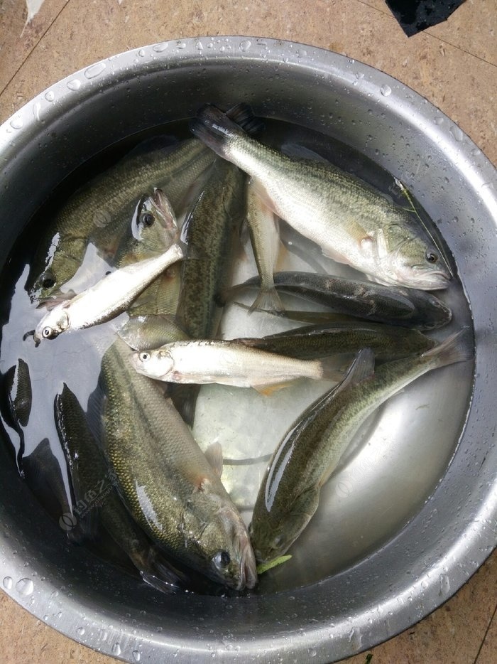 路亞海鱸用什么調性竿_路亞海鱸魚技巧_路亞海鱸