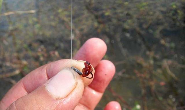 紅蟲的掛鉤方法_掛鉤紅蟲是什么_紅蟲怎么掛鉤