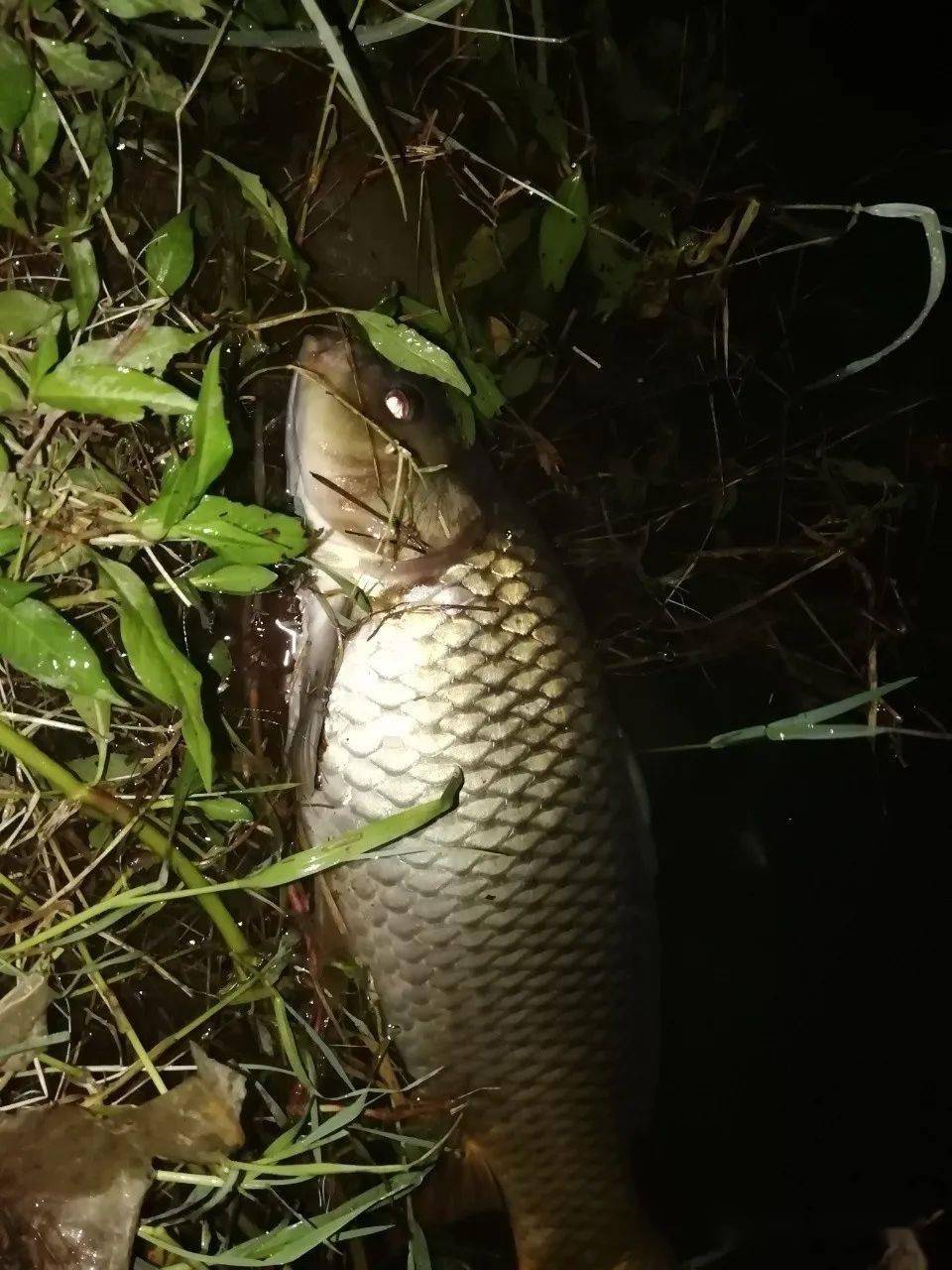 冬天釣鯉魚技巧_釣鯉魚技巧_初冬釣鯉魚技巧