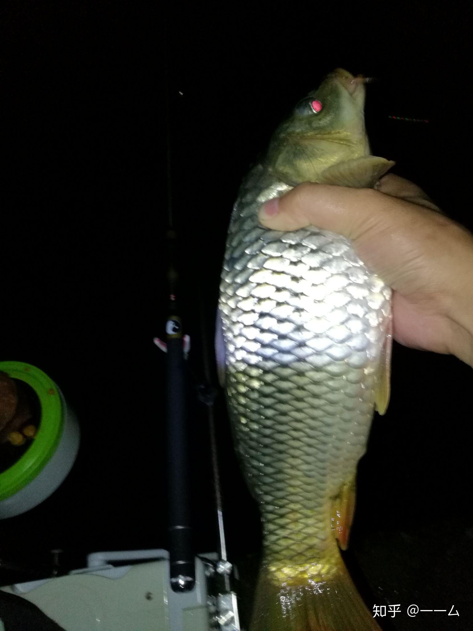 釣鯉魚技巧_初冬釣鯉魚技巧_冬天釣鯉魚技巧