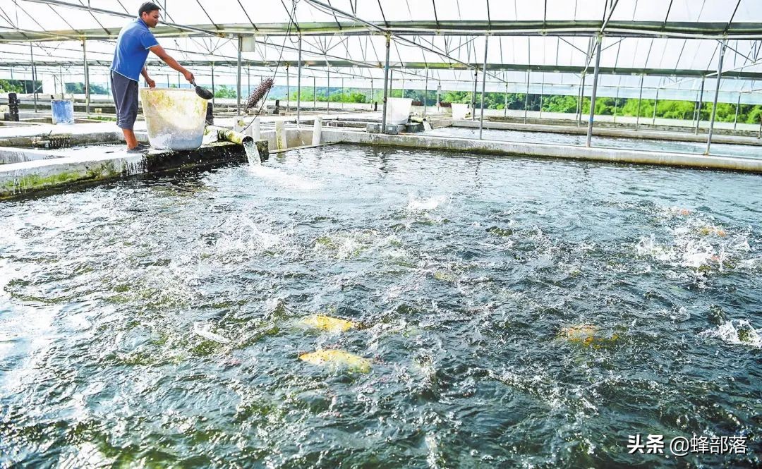 石斑魚養殖_養石斑魚的發展前景_養殖石斑魚有毒嗎