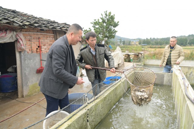 石斑魚養殖_水產養殖石斑魚_養殖石斑魚有毒嗎