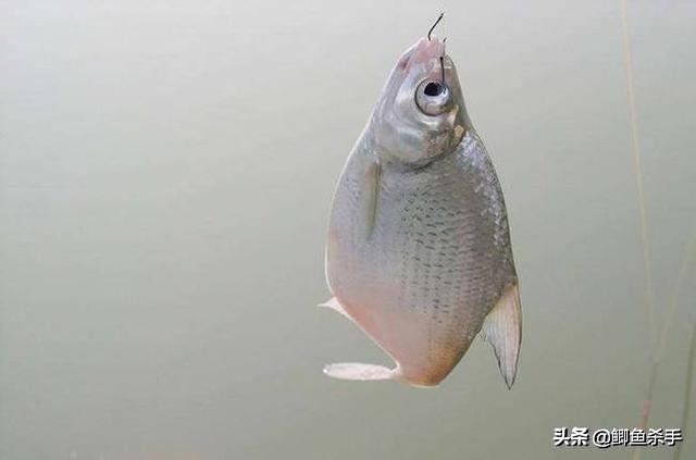 海釣鱸魚_海釣論壇_海釣
