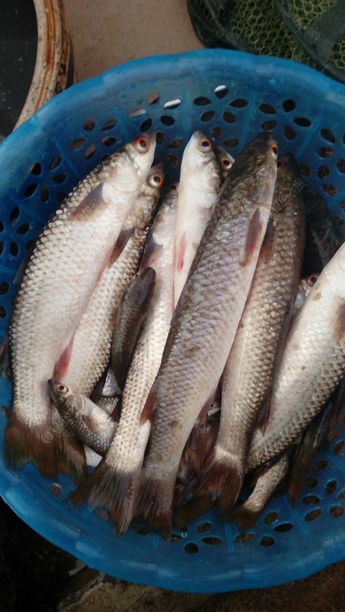 海釣_海釣用什么餌料最好_海釣論壇