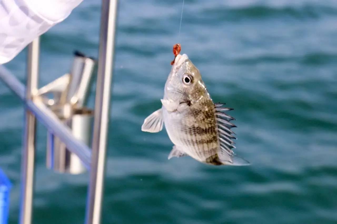 海釣大魚視頻_海釣_三亞海釣
