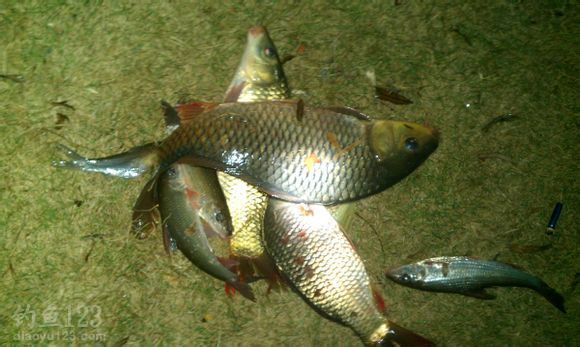 釣鯉魚技巧和方法_冬天野釣鯉魚技巧_釣鯉魚技巧
