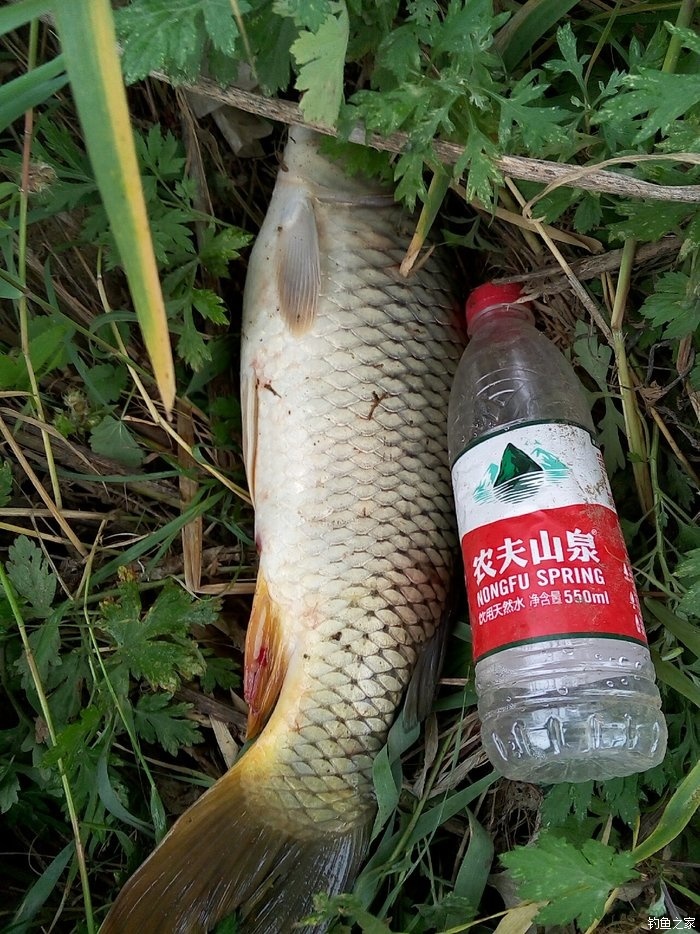 釣鯉魚技巧和方法_釣鯉魚技巧_冬天野釣鯉魚技巧