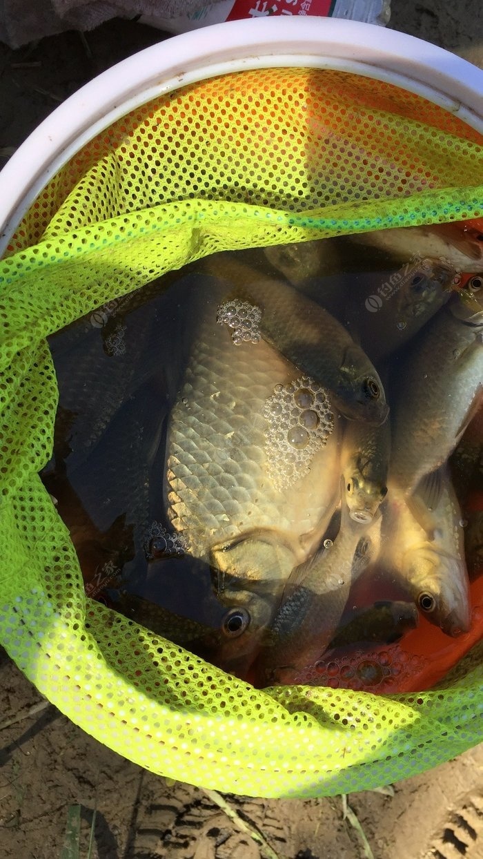 淺水釣鯉魚技巧_釣鯉魚技巧和方法_釣鯉魚技巧