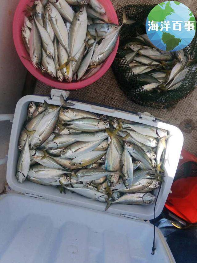 石九公魚_石公魚多少錢一斤_石公魚的營養價值