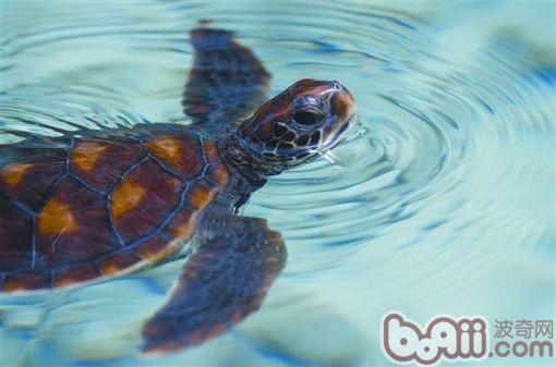 日石原生環境鎮樓自來水如何處理拿來養龜？