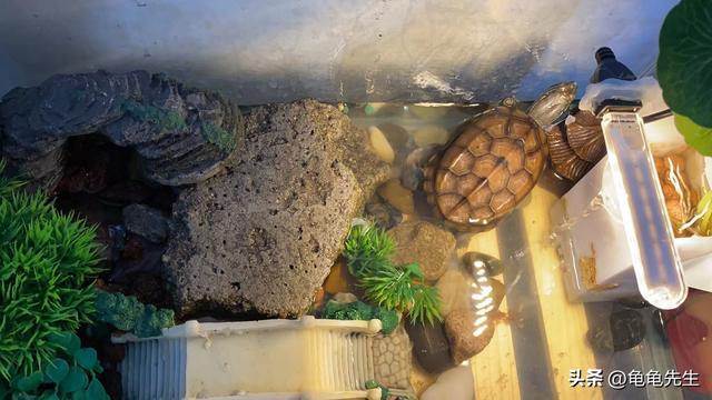 日本石龜是保護動物嗎_日本石龜_日本石龜能深水養嗎
