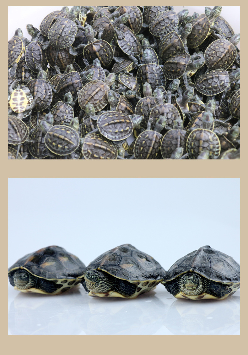 日本石龜_日本石龜是深水龜還是淺水龜_日本石龜是保護動物嗎