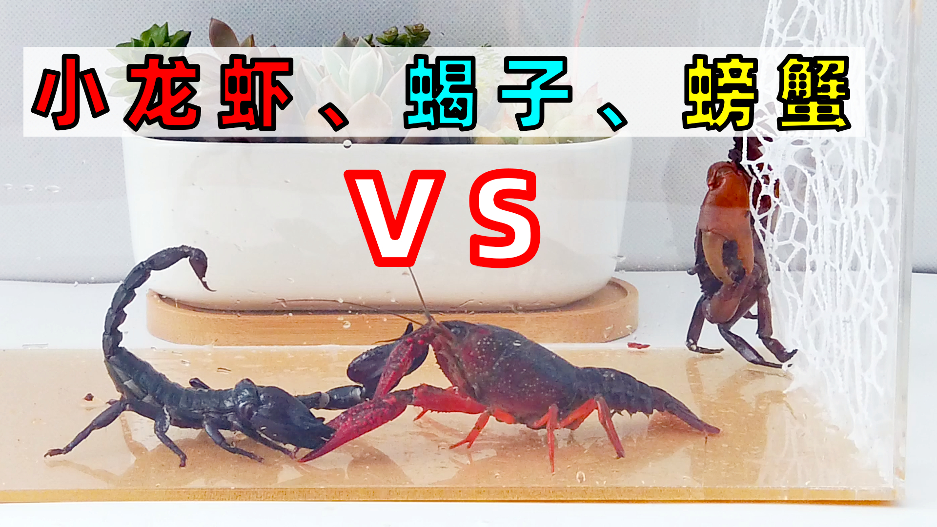 世界蝦排名_蝦搞世界_世界上最大的蝦