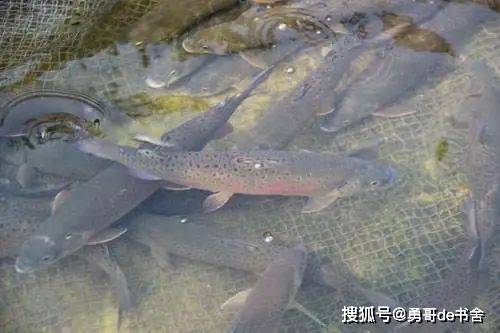 養殖魚的種類_養殖魚賺錢嗎_多寶魚養殖