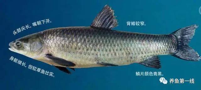 民間公認的四大家魚都是哪四種魚嗎？
