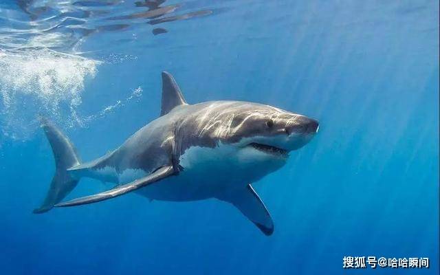 鯊魚的天敵是誰_鯊魚的天敵是誰的短視頻_大鯊魚天敵