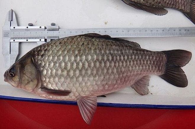 暹羅鯉圖片_暹羅鯉魚_暹羅鯉魚介紹