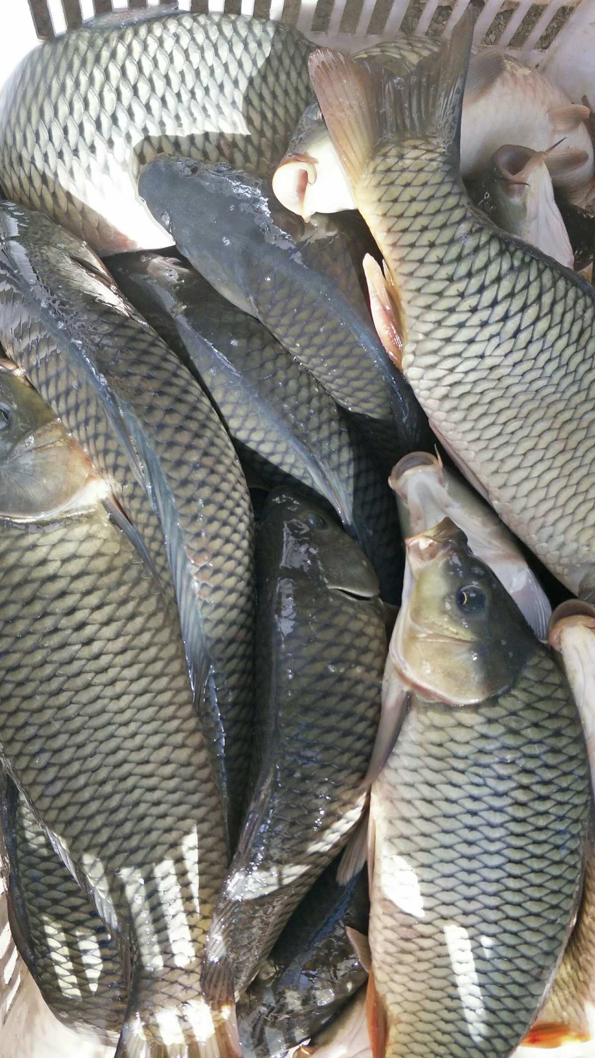 暹羅鯉魚介紹_暹羅鯉魚_暹羅鯉圖片