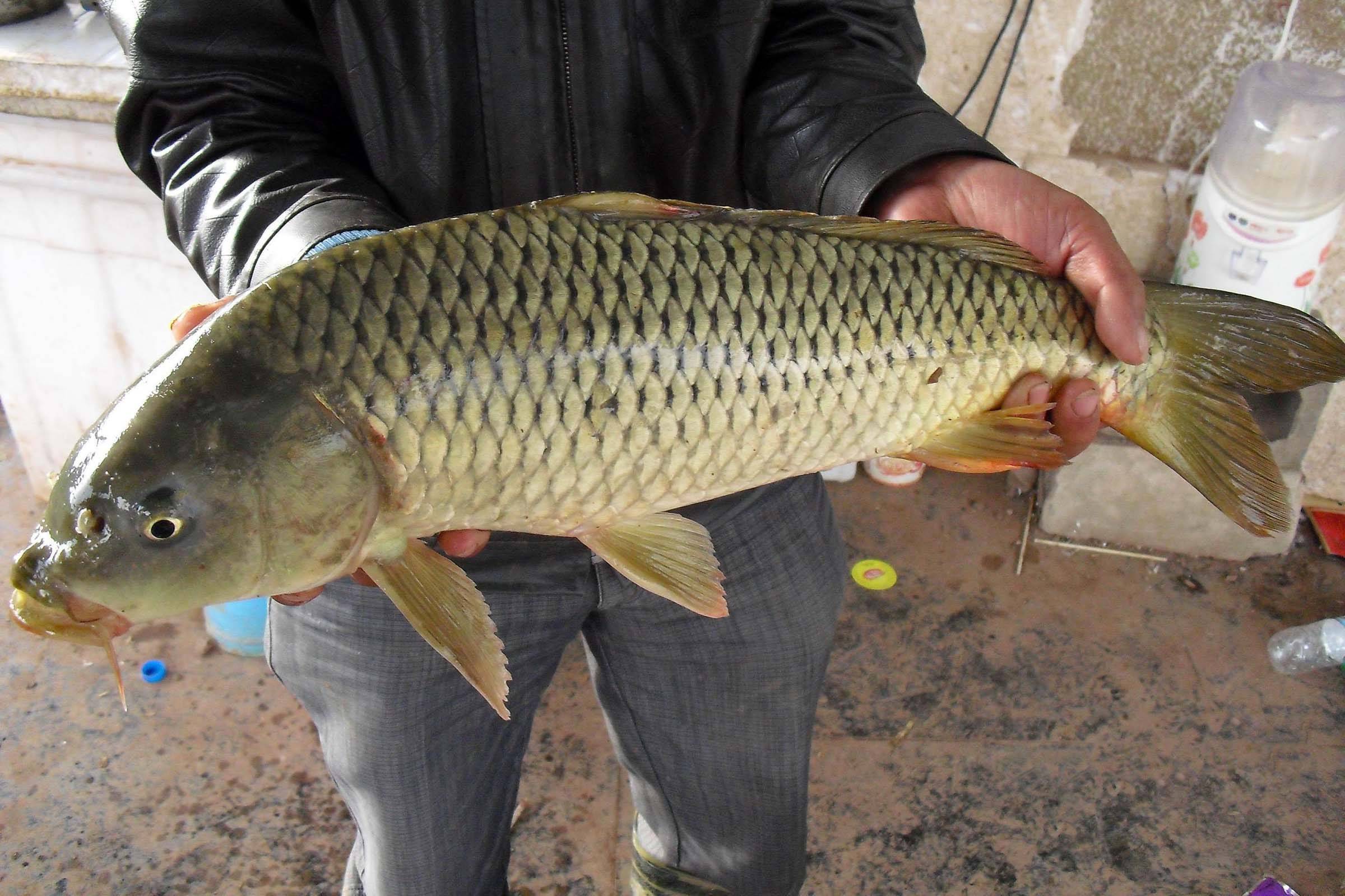 暹羅鯉魚介紹_暹羅鯉魚_暹羅鯉圖片