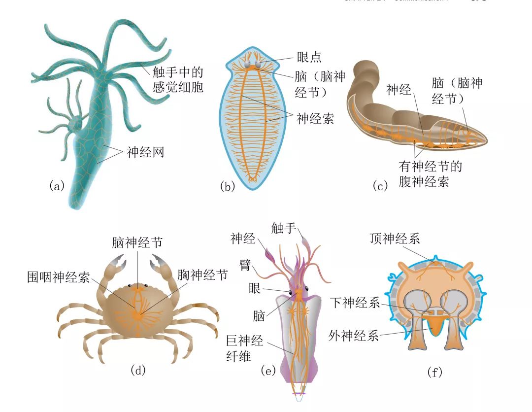 海星大腦長在哪百度百科_海星沒有大腦靠什么思考_海星有大腦嗎