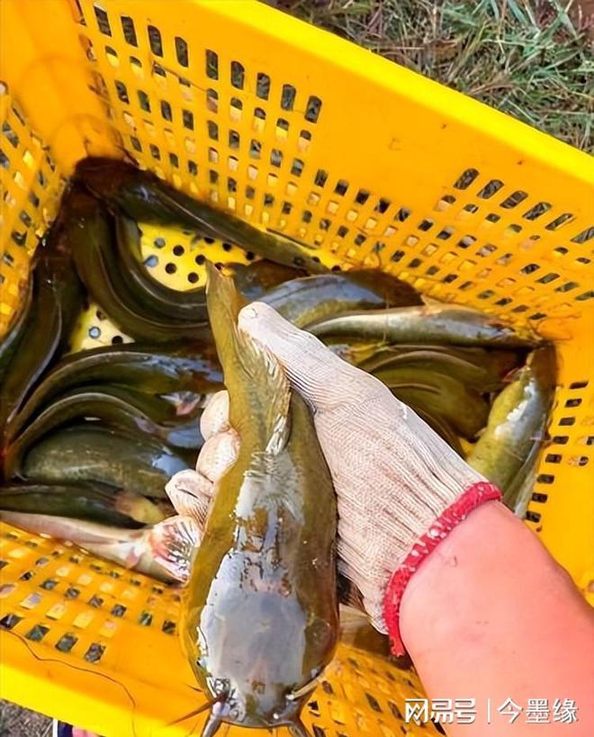 黑魚臟還是鯰魚臟_鯰魚黑魚怎么做好吃_鯰魚黑魚
