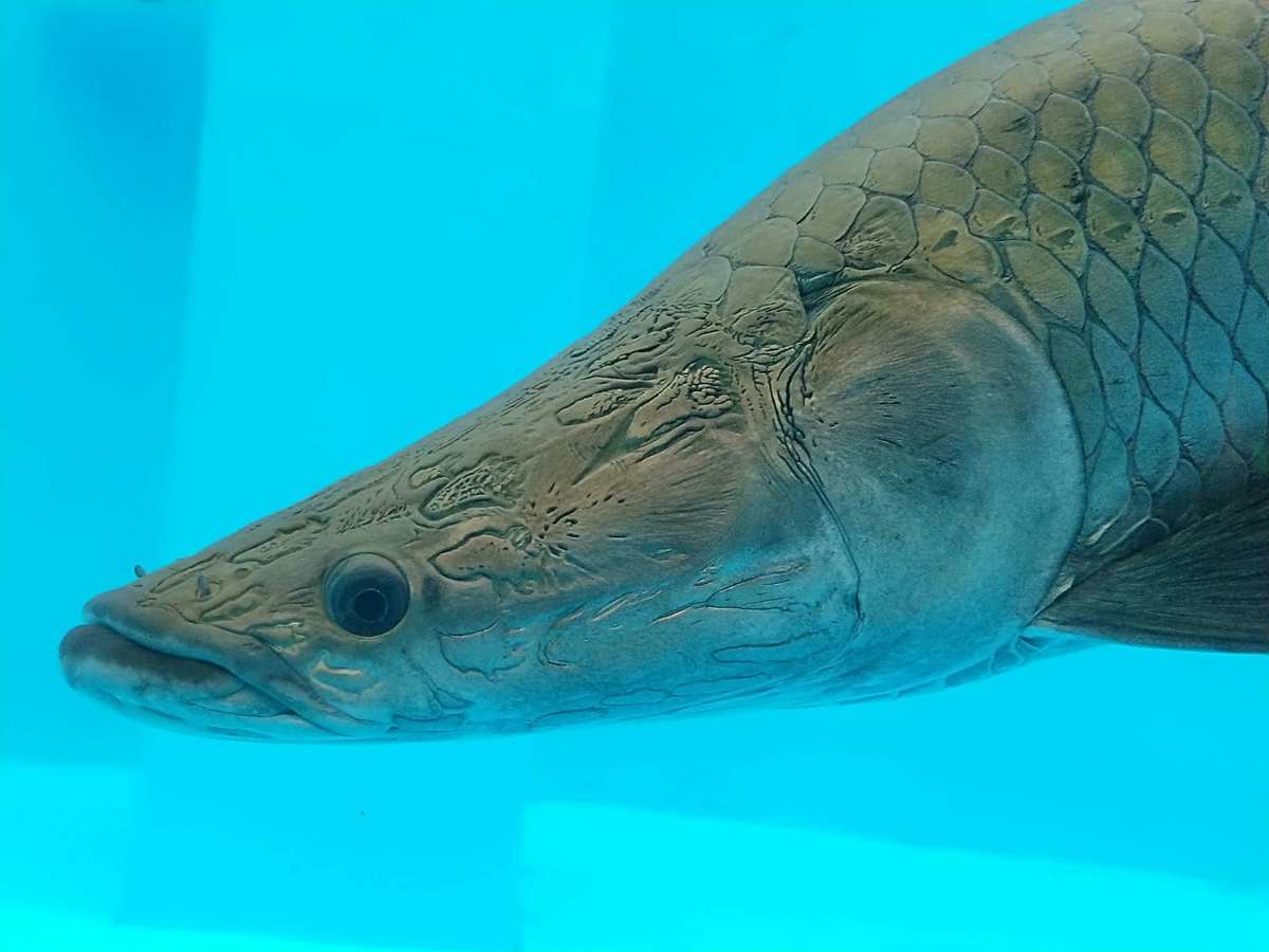 湄公河巨鯰_歐洲巨鯰和湄公河巨鯰_湄公河巨鯰是巴沙魚嗎