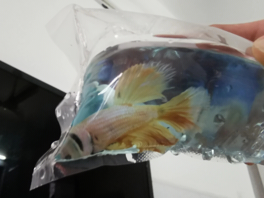 馬尾斗魚 武術大師的包裝方法——兩角袋的制作方法！