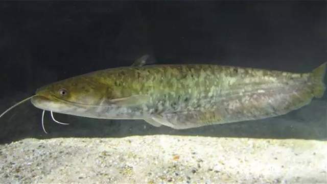 河中巨怪兇猛巨鯰_湄公河巨鯰_湄公河巨鯰是巴沙魚嗎