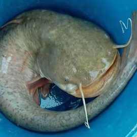 湄公河巨鯰是巴沙魚嗎_湄公河巨鯰_河中巨怪兇猛巨鯰
