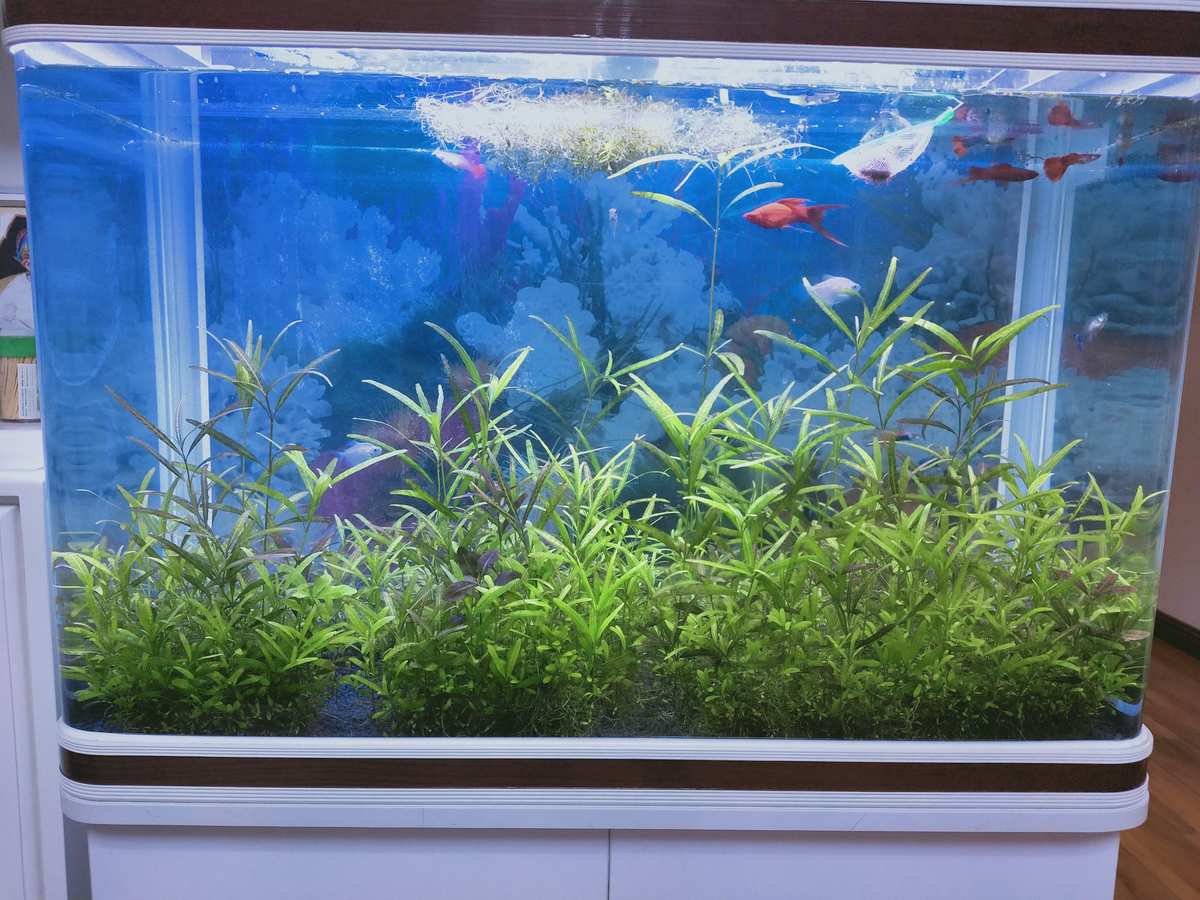 海水觀賞魚_海水觀賞魚怎么養_海水觀賞魚好養嗎