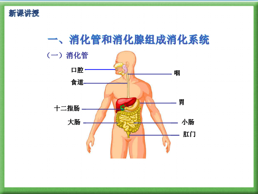 吃蠑螈犯法嗎_吃蠑螈的好處_蠑螈吃什么