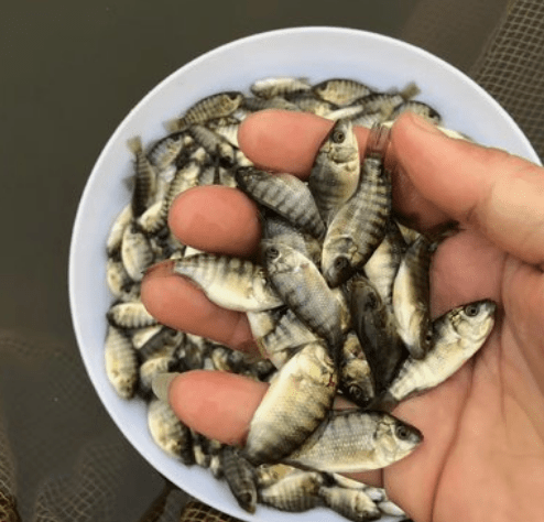 羅非魚怎么做最好吃_羅非魚圖片_羅非魚