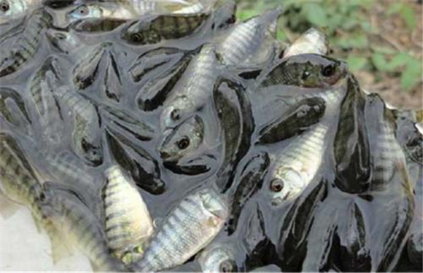 羅非魚怎么做最好吃_羅非魚_羅非魚圖片