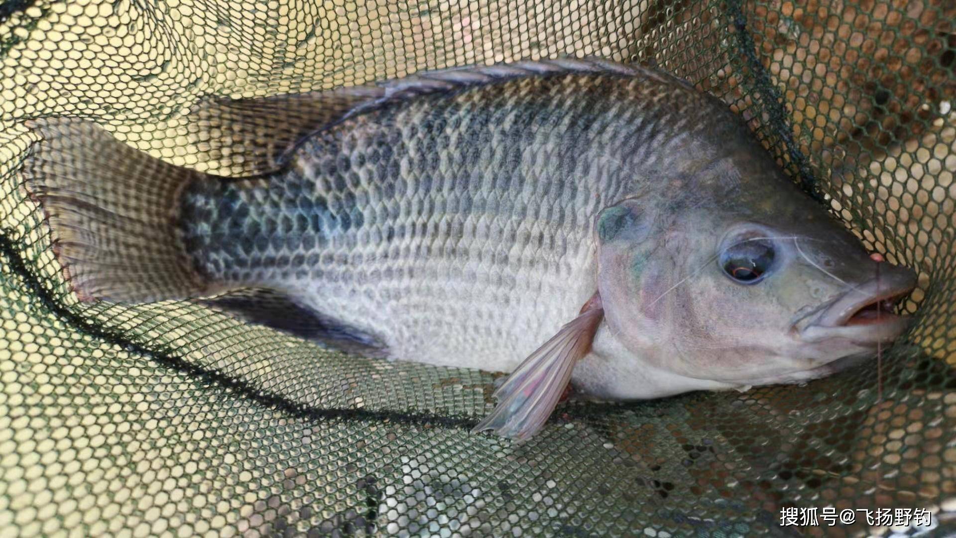 羅非魚_羅非魚怎么做最好吃_羅非魚是海魚還是淡水魚