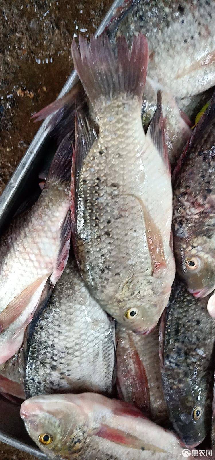 羅非魚是海魚還是淡水魚_羅非魚怎么做最好吃_羅非魚