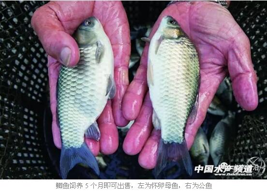 羅非魚_羅非魚怎么做最好吃_羅非魚是海魚還是淡水魚