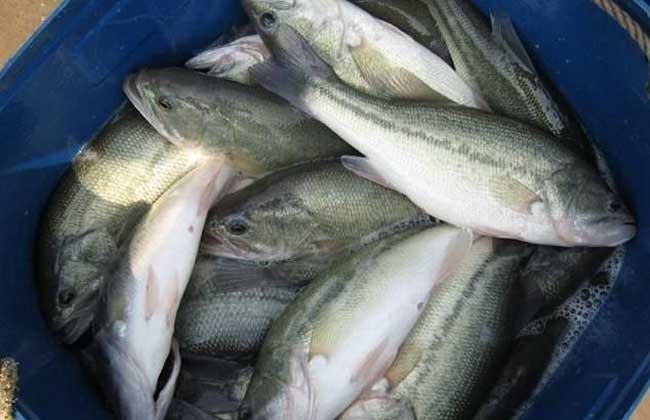 錢塘江鱸魚_河鱸魚和海鱸魚哪個好_鱸魚多少錢一斤